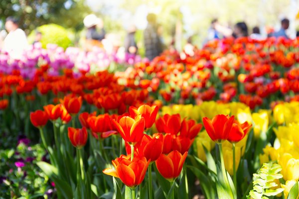Designmarkt Ponyhof im Botanischen Garten Rostock – Aufblühen und Entdecken